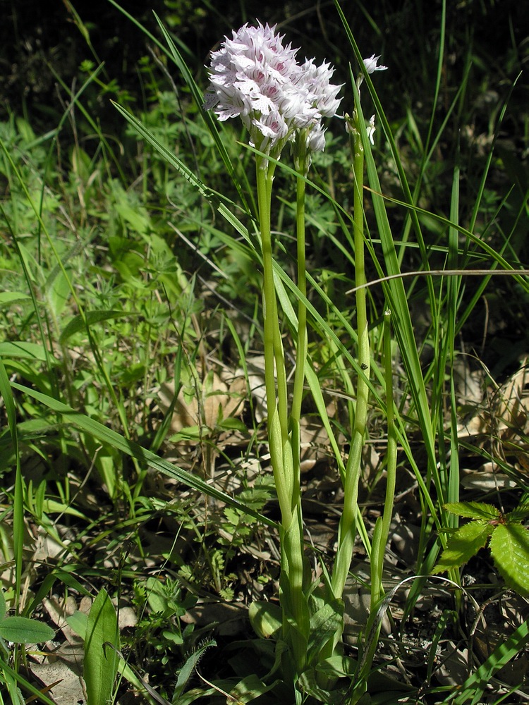 Изображение особи Neotinea tridentata.