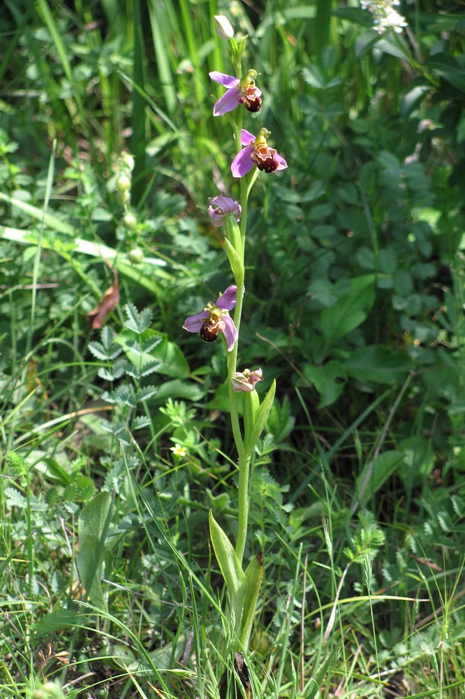 Изображение особи Ophrys apifera.