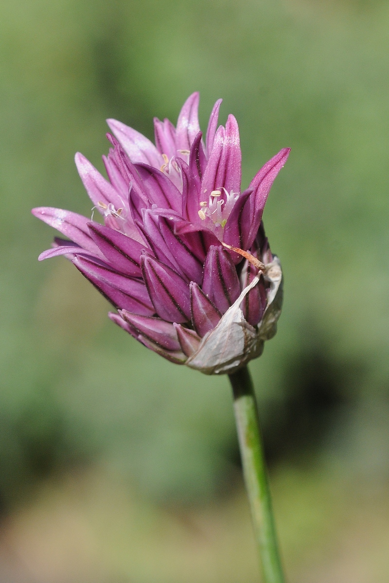 Изображение особи Allium heldreichii.