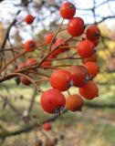 Sorbus intermedia. Зрелые плоды. Крым, Симферополь, ботсад университета. 2 ноября 2008 г.