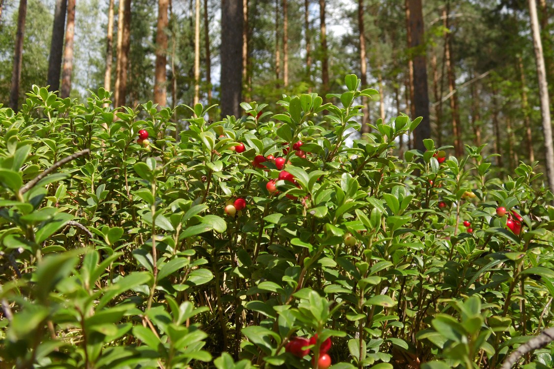 Изображение особи Vaccinium vitis-idaea.