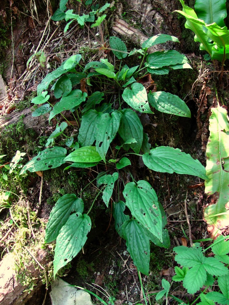 Изображение особи Omphalodes cappadocica.