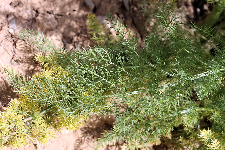 Image of Schrenkia golickeana specimen.