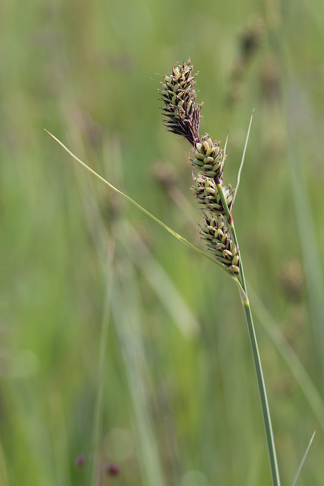 Image of Carex buxbaumii specimen.