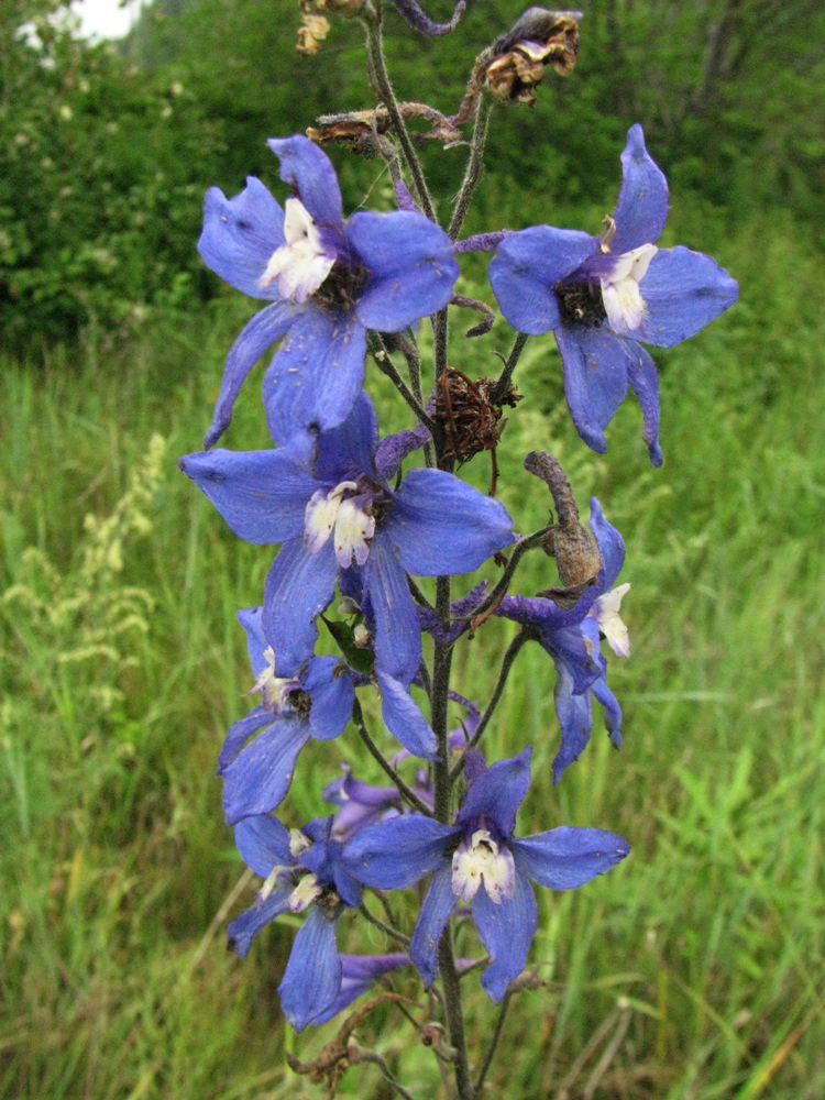 Изображение особи Delphinium elatum.