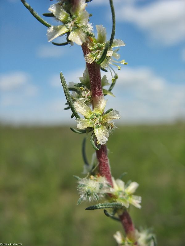 Изображение особи Bassia laniflora.