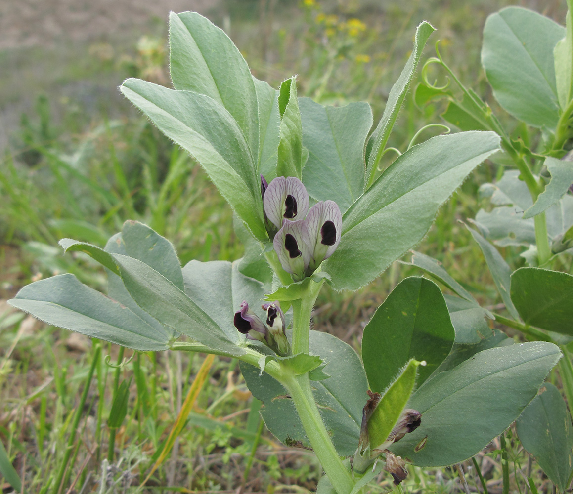 Image of Vicia narbonensis specimen.