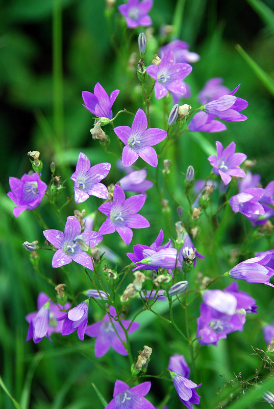 Изображение особи Campanula patula.