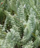 Tanacetum millefolium