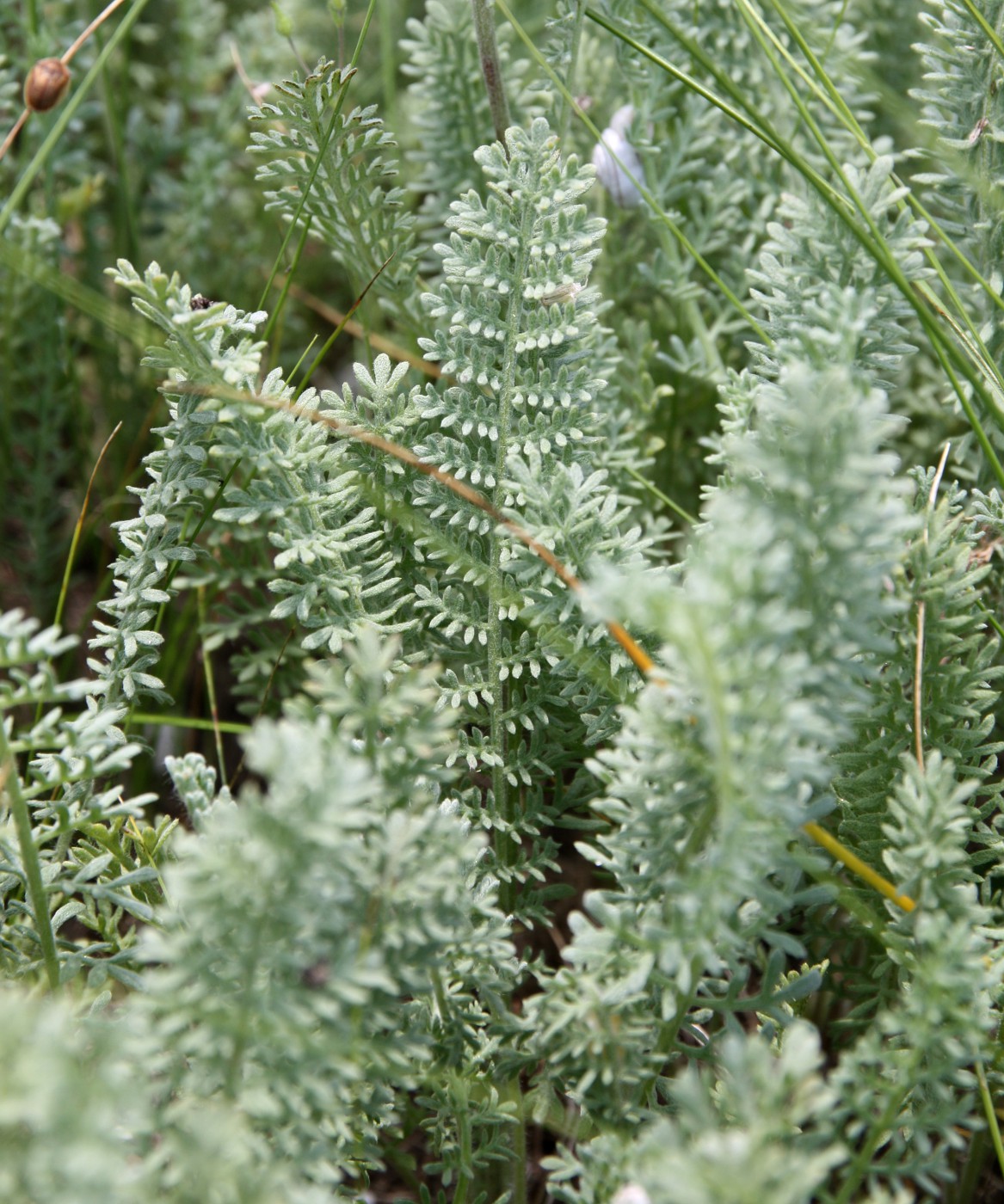 Изображение особи Tanacetum millefolium.