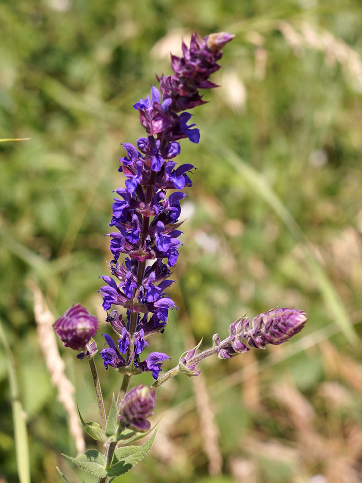 Изображение особи Salvia deserta.