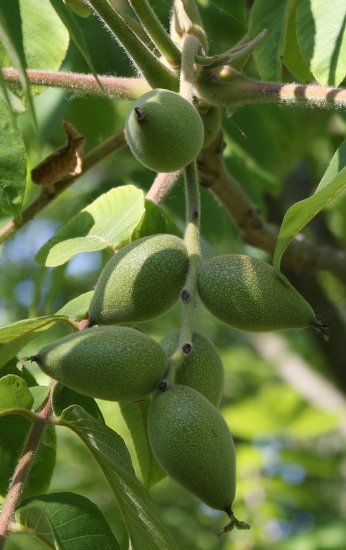 Image of Juglans ailanthifolia specimen.