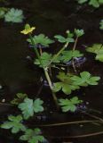 Ranunculus radicans. Растение с цветками и завязавшимися плодами. Бурятия, Кабанский р-н, окр. ж.-д. ст. Речка Мишиха, слабопроточный водоем в пойме р. Мишиха. 21.07.2013.