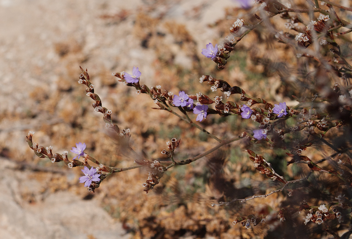 Image of Limonium virgatum specimen.