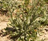 Cousinia ninae