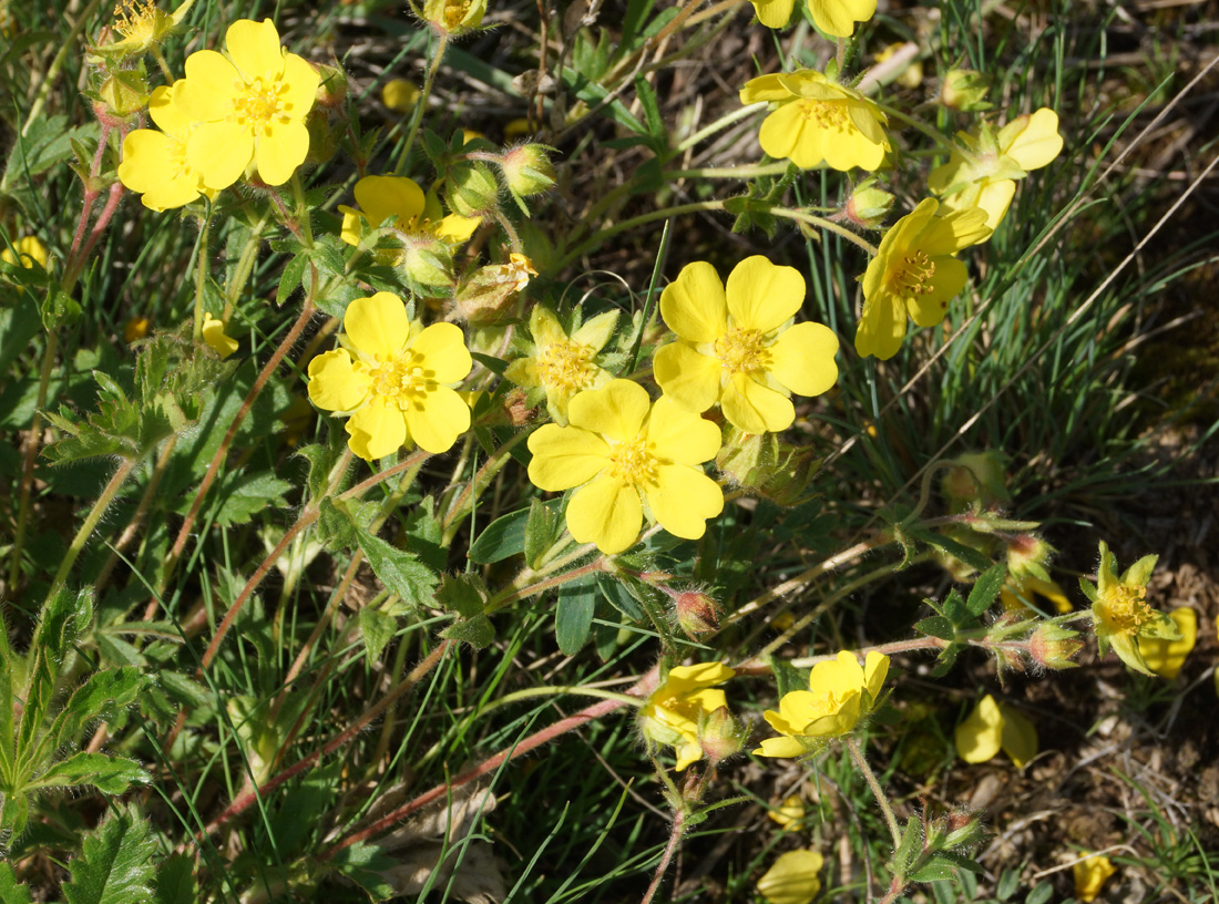 Изображение особи Potentilla humifusa.