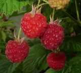 Rubus idaeus. Плоды. Татарстан, г. Бавлы, сад. 17.07.2015.