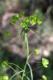 Euphorbia jaxartica