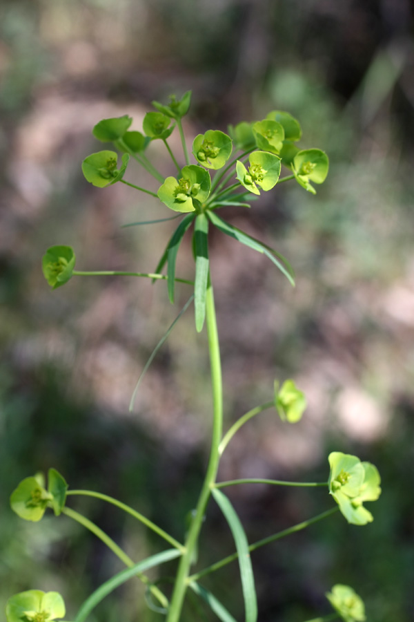 Изображение особи Euphorbia jaxartica.