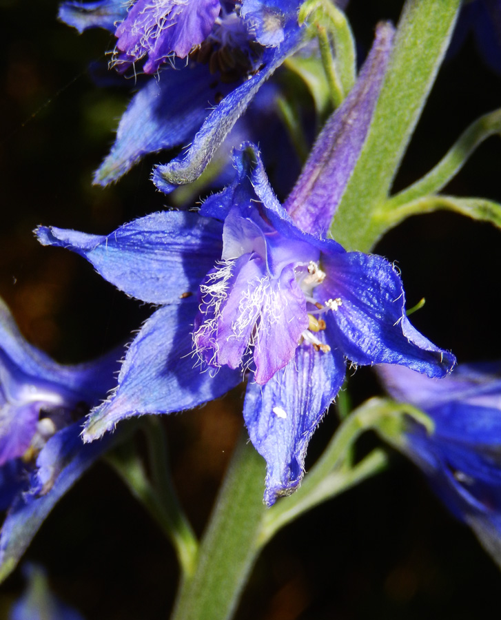 Image of Delphinium schmalhausenii specimen.