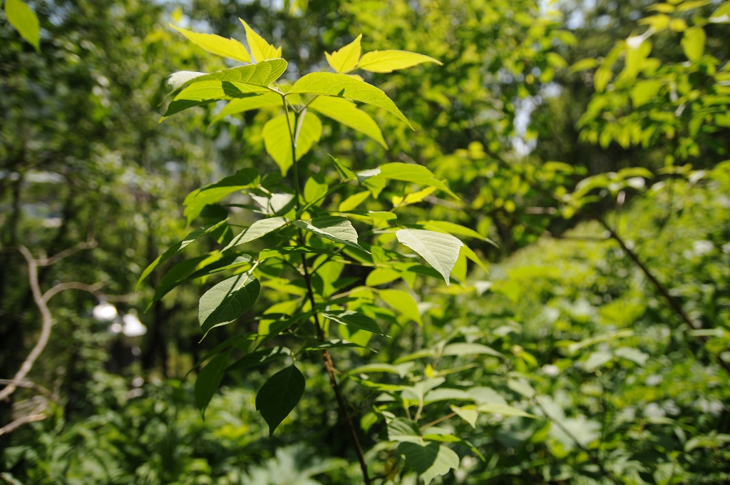 Image of Acer negundo specimen.