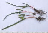 Gagea germainae