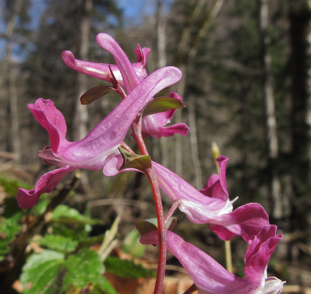 Изображение особи Corydalis caucasica.