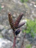 Duschekia fruticosa