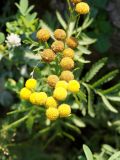 Tanacetum vulgare