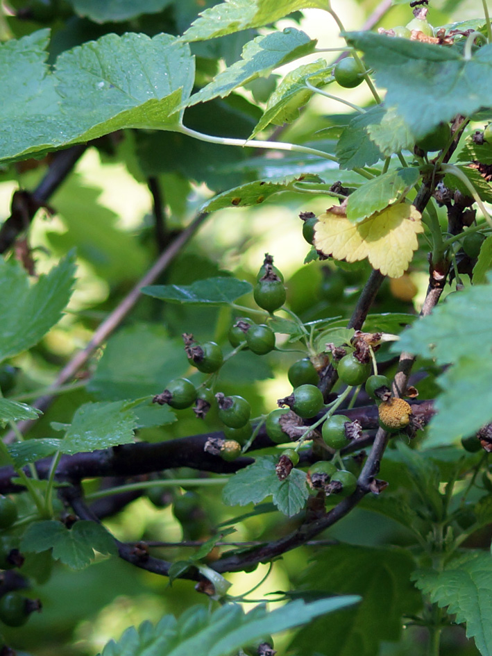 Изображение особи Ribes nigrum.