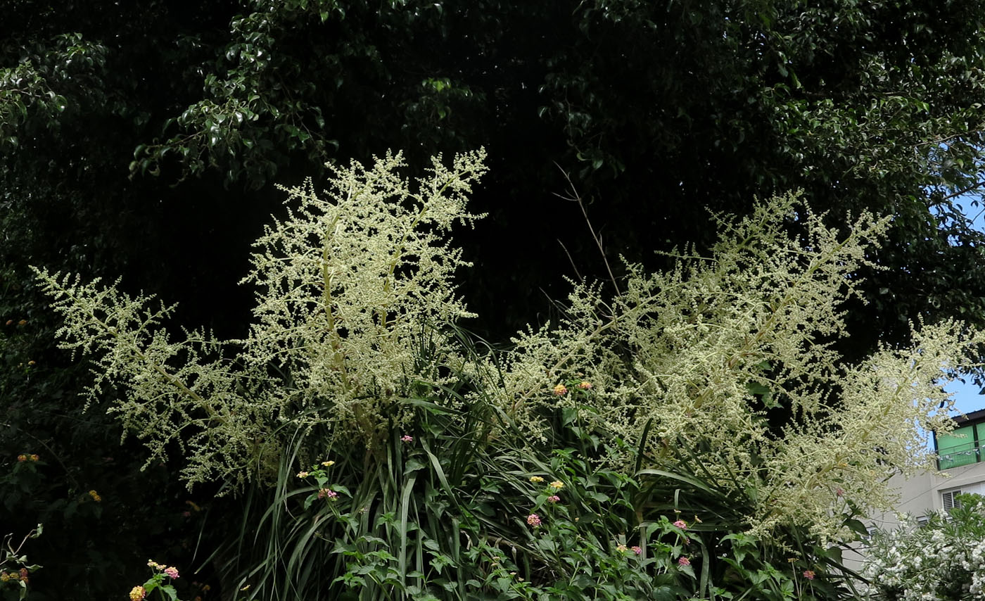 Image of Beaucarnea recurvata specimen.