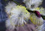 Salix caprea