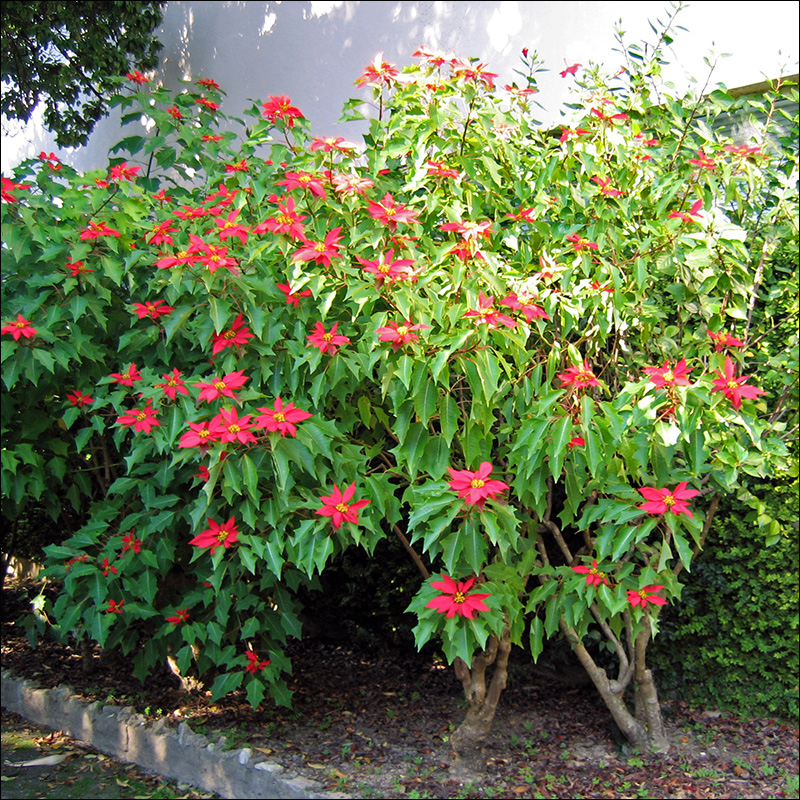 Image of Euphorbia pulcherrima specimen.