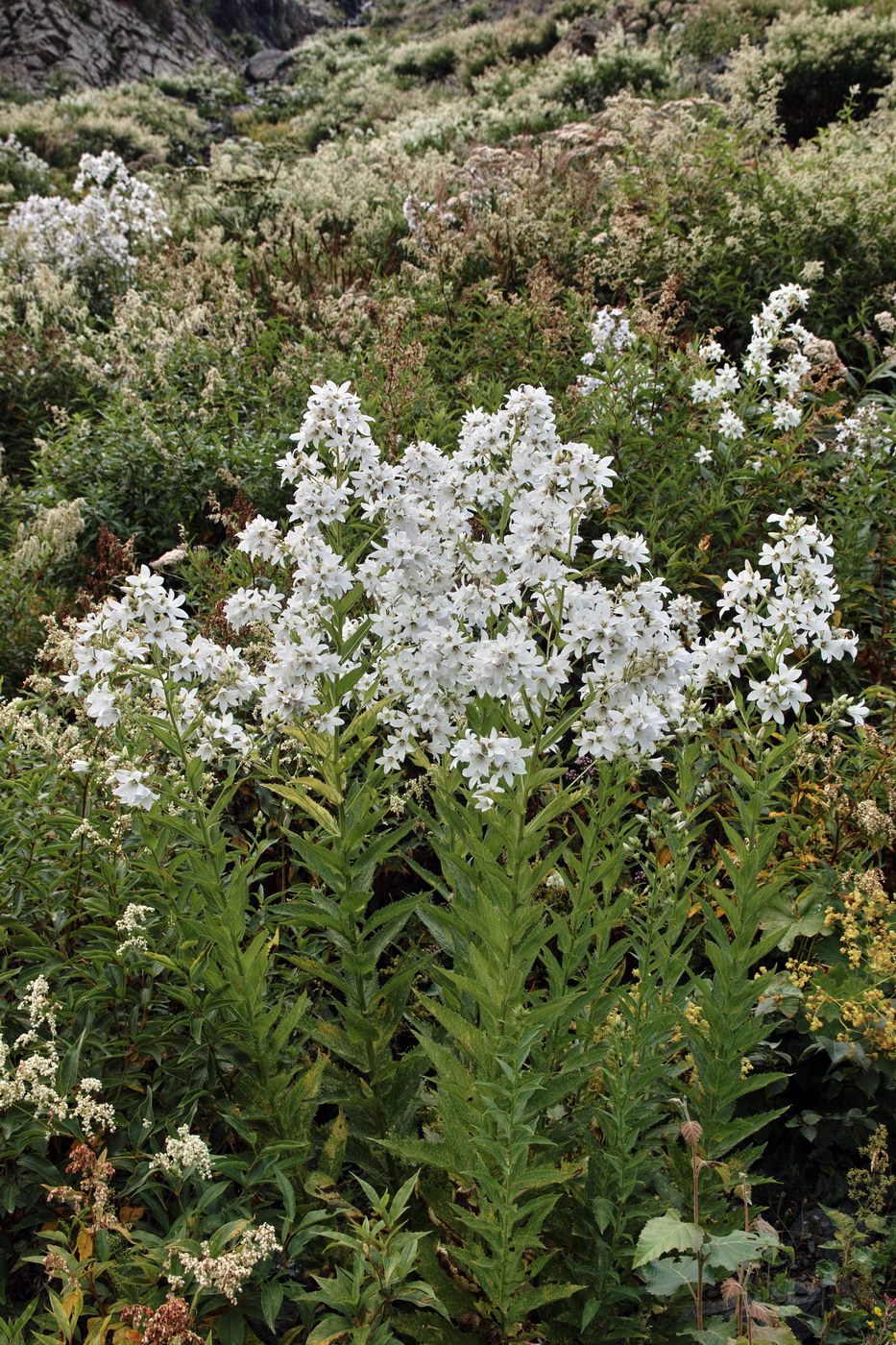 Изображение особи Gadellia lactiflora.