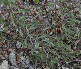 Haplophyllum coronatum