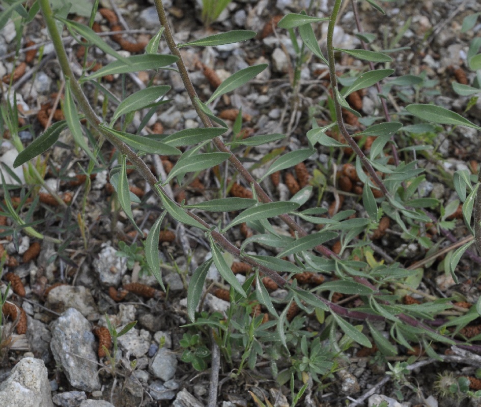 Изображение особи Haplophyllum coronatum.