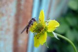 Geum urbanum