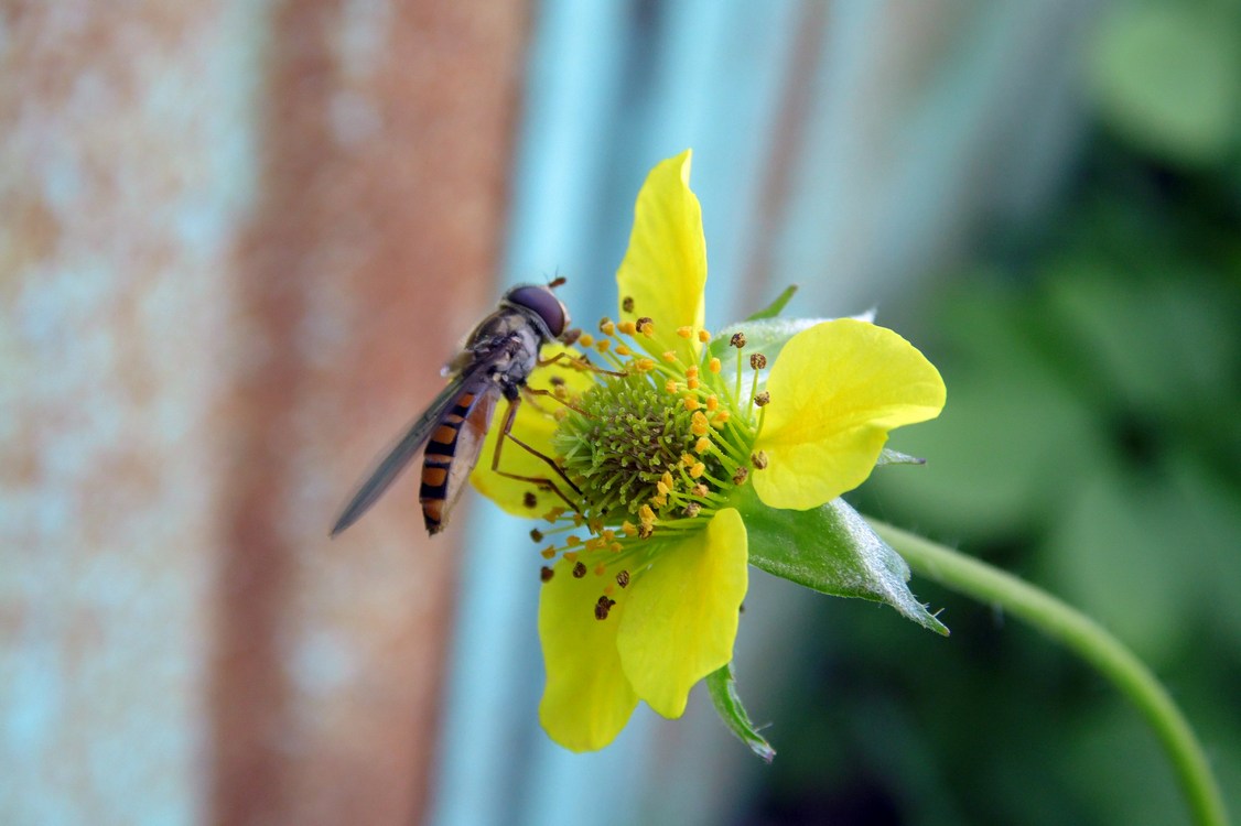 Image of Geum urbanum specimen.