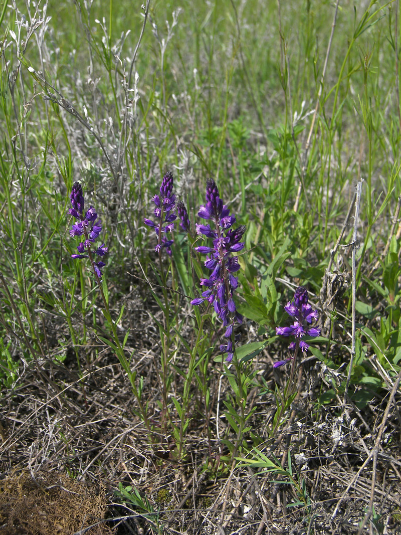 Изображение особи Polygala comosa.