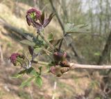 Sambucus sibirica