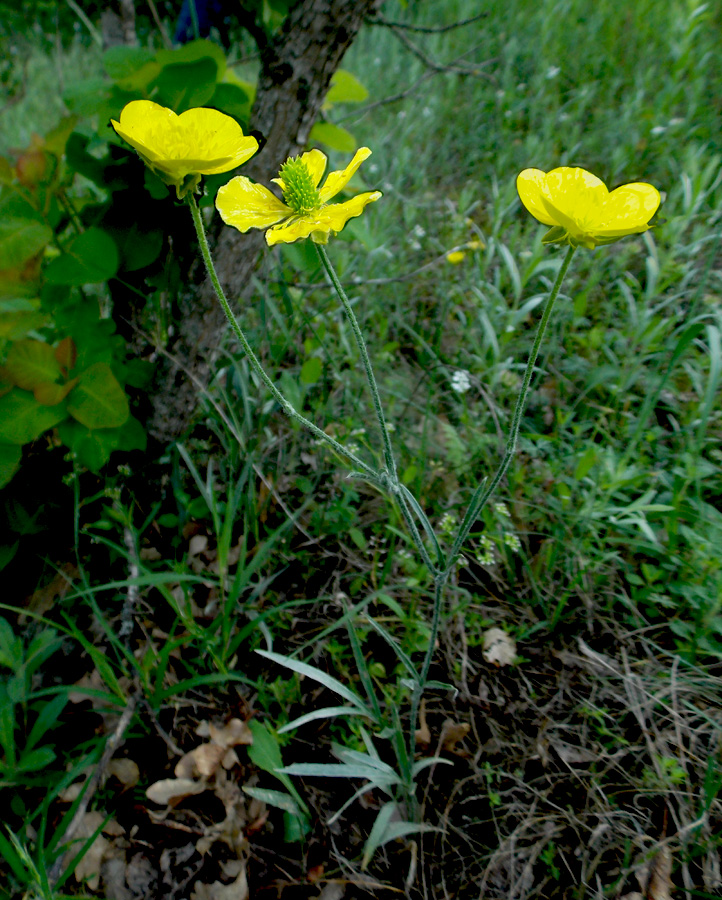 Изображение особи Ranunculus illyricus.