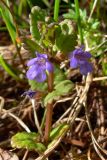 Glechoma hederacea