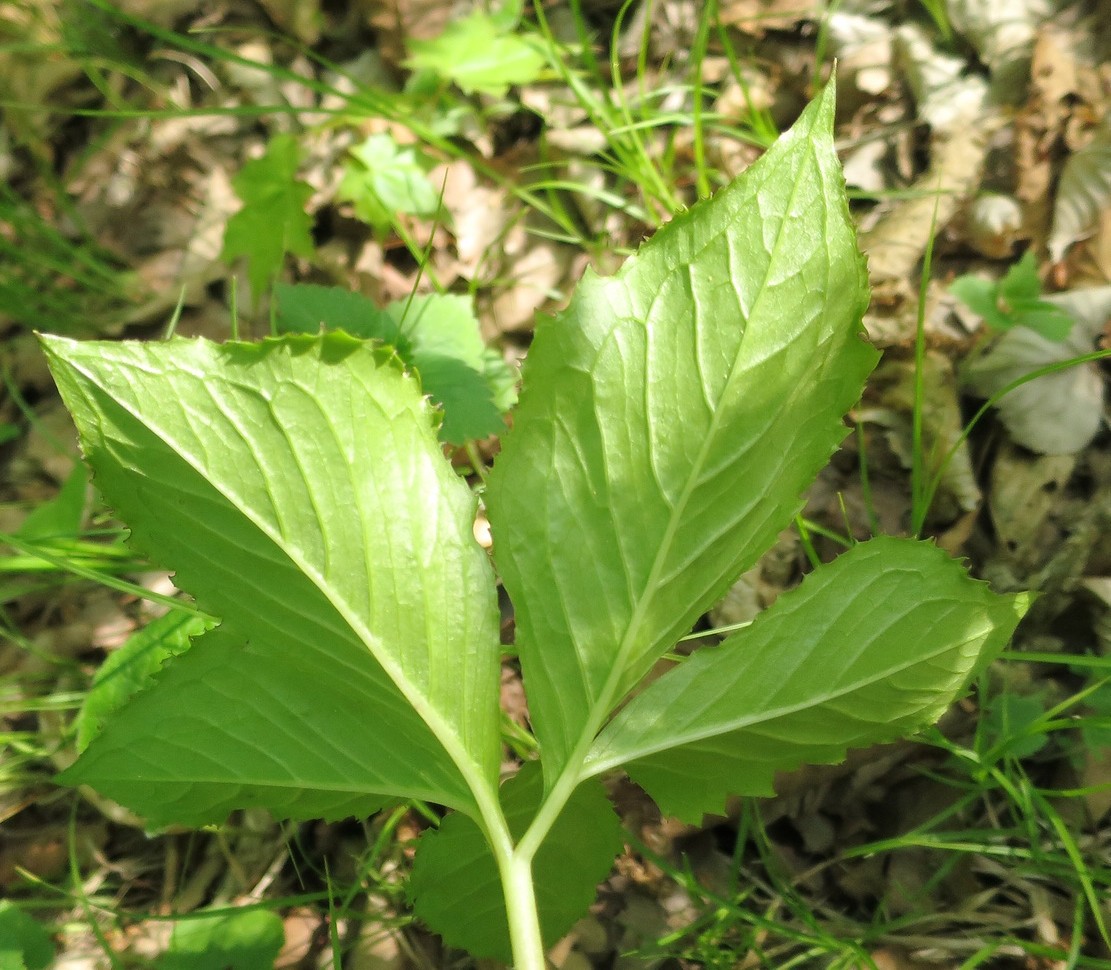 Image of Arisaema komarovii specimen.