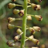 Leopoldia caucasica