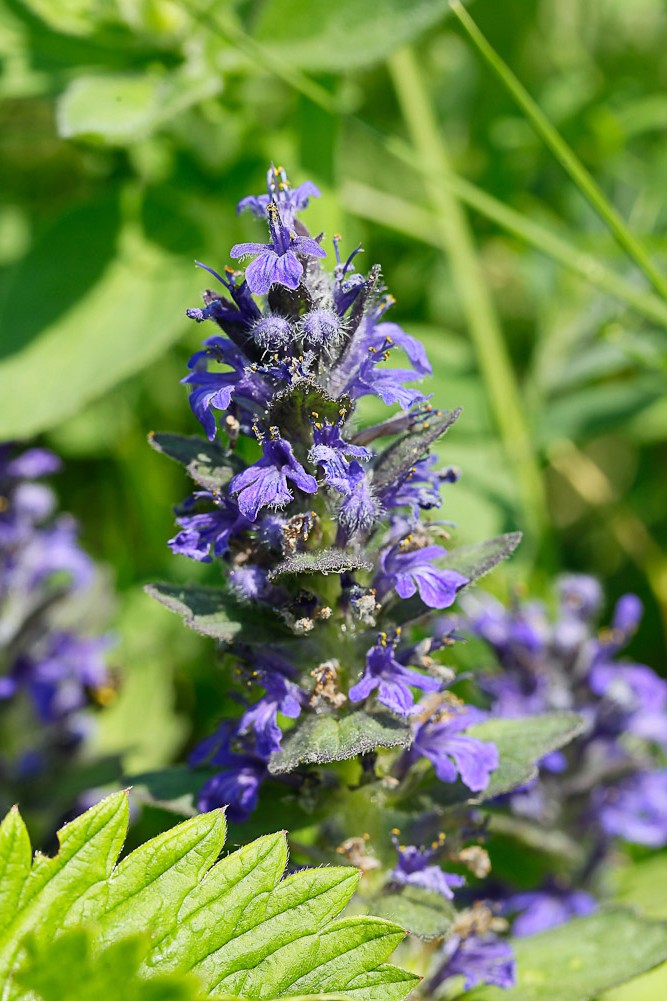 Image of Ajuga genevensis specimen.
