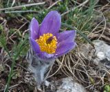 Pulsatilla taurica