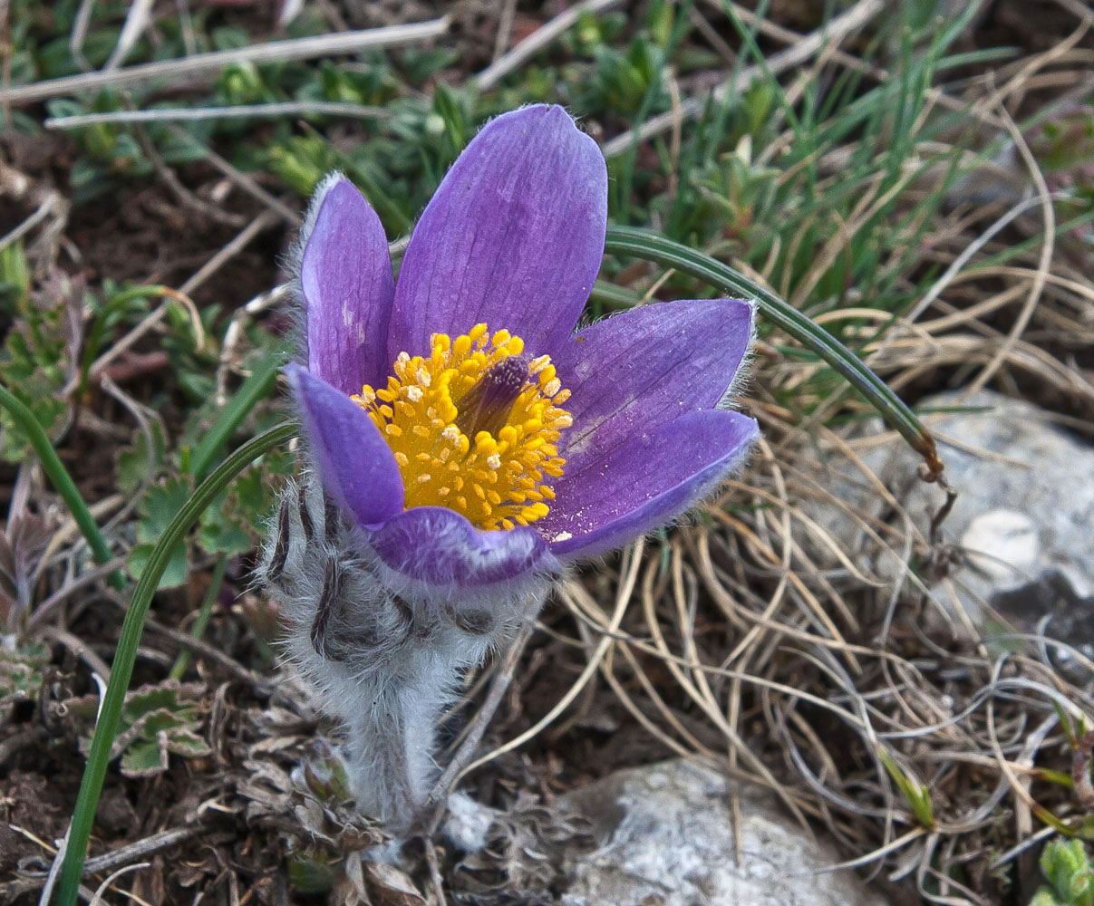 Изображение особи Pulsatilla taurica.