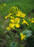 Image of taxon representative. Author is Юлия Борисова