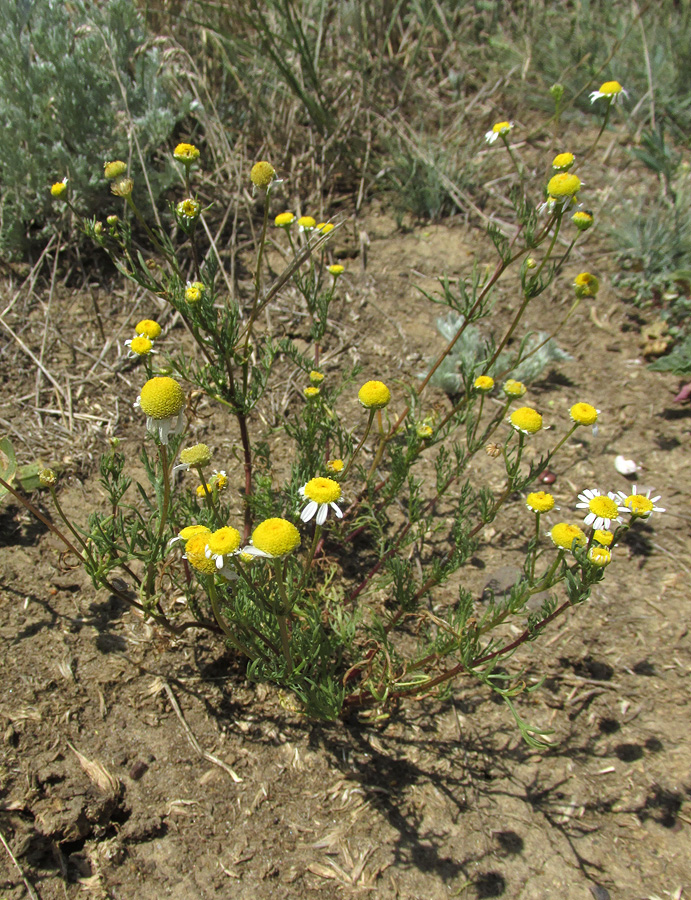 Image of Matricaria recutita specimen.