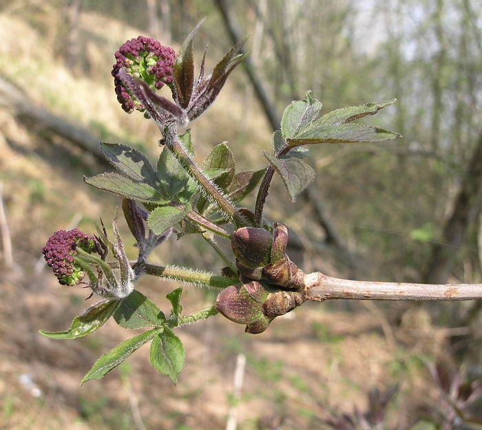 Изображение особи Sambucus sibirica.